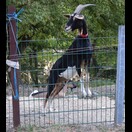 Ihr entgeht kein Radfahrer